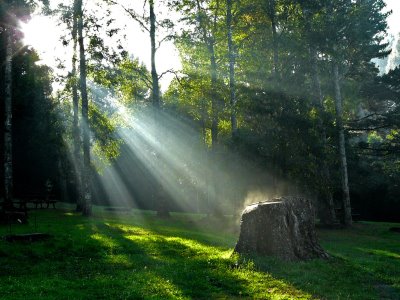 Paisajes-de-bosques-luz