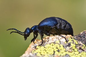 Escarabajo