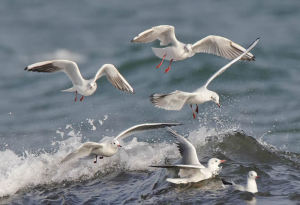 gaviotas en el alma