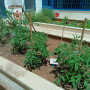 Taller de salud: el huerto